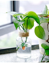 Lade das Bild in den Galerie-Viewer, Sticker Set für Pflanzen Fans und Liebhaber - selley.de