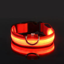 Lade das Bild in den Galerie-Viewer, LED Halsband | Leuchtend &amp; Sicher bei Nacht für ihren Liebling
